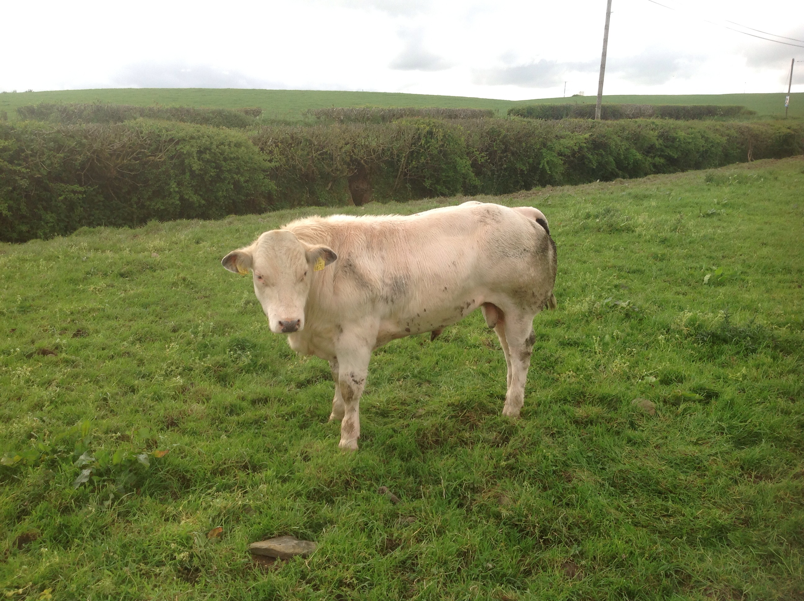 Livestock Live Online Ads Cattle Market Sales Mart Trading