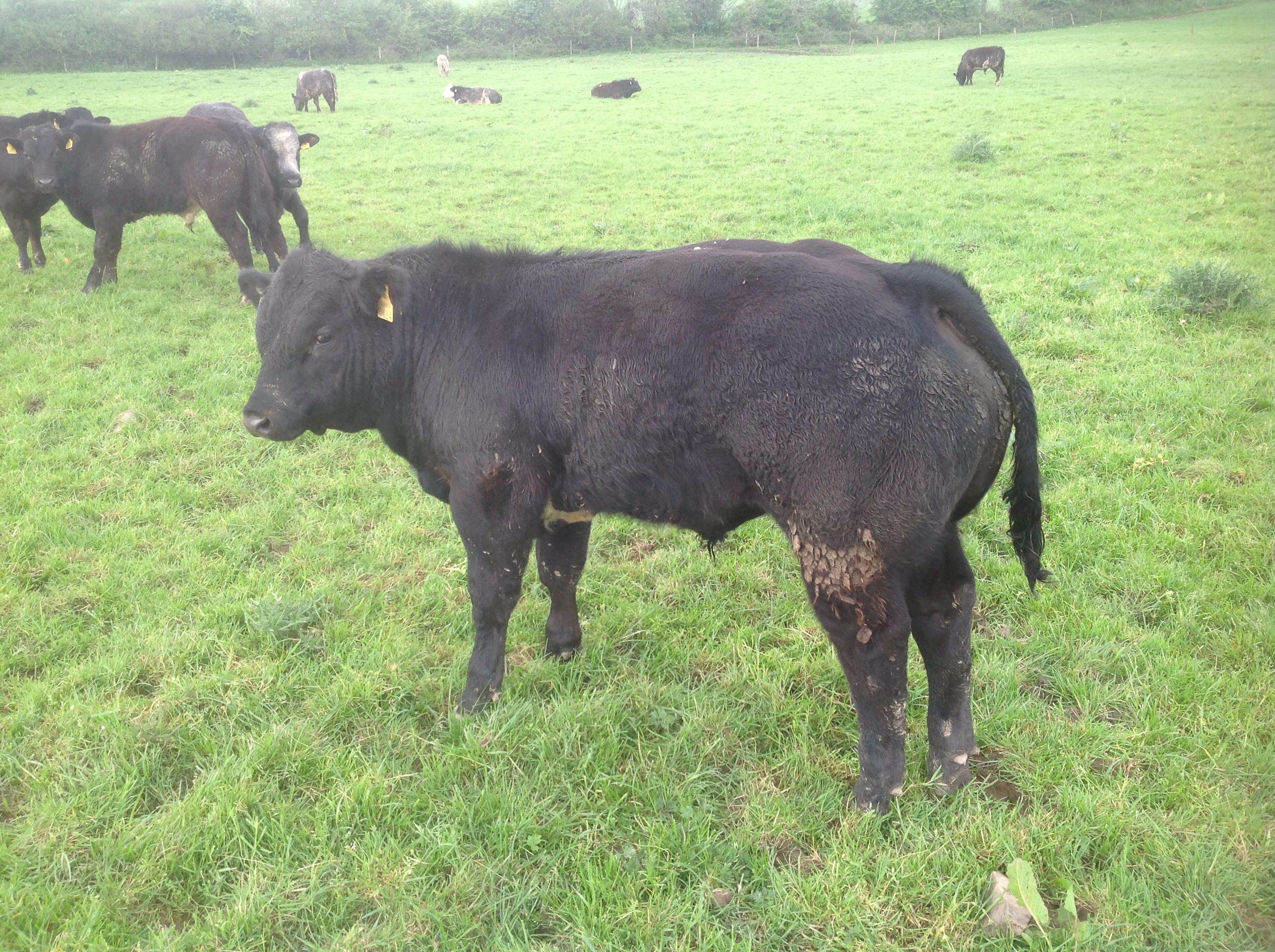 Livestock Live Online Ads Cattle Market Sales Mart Trading