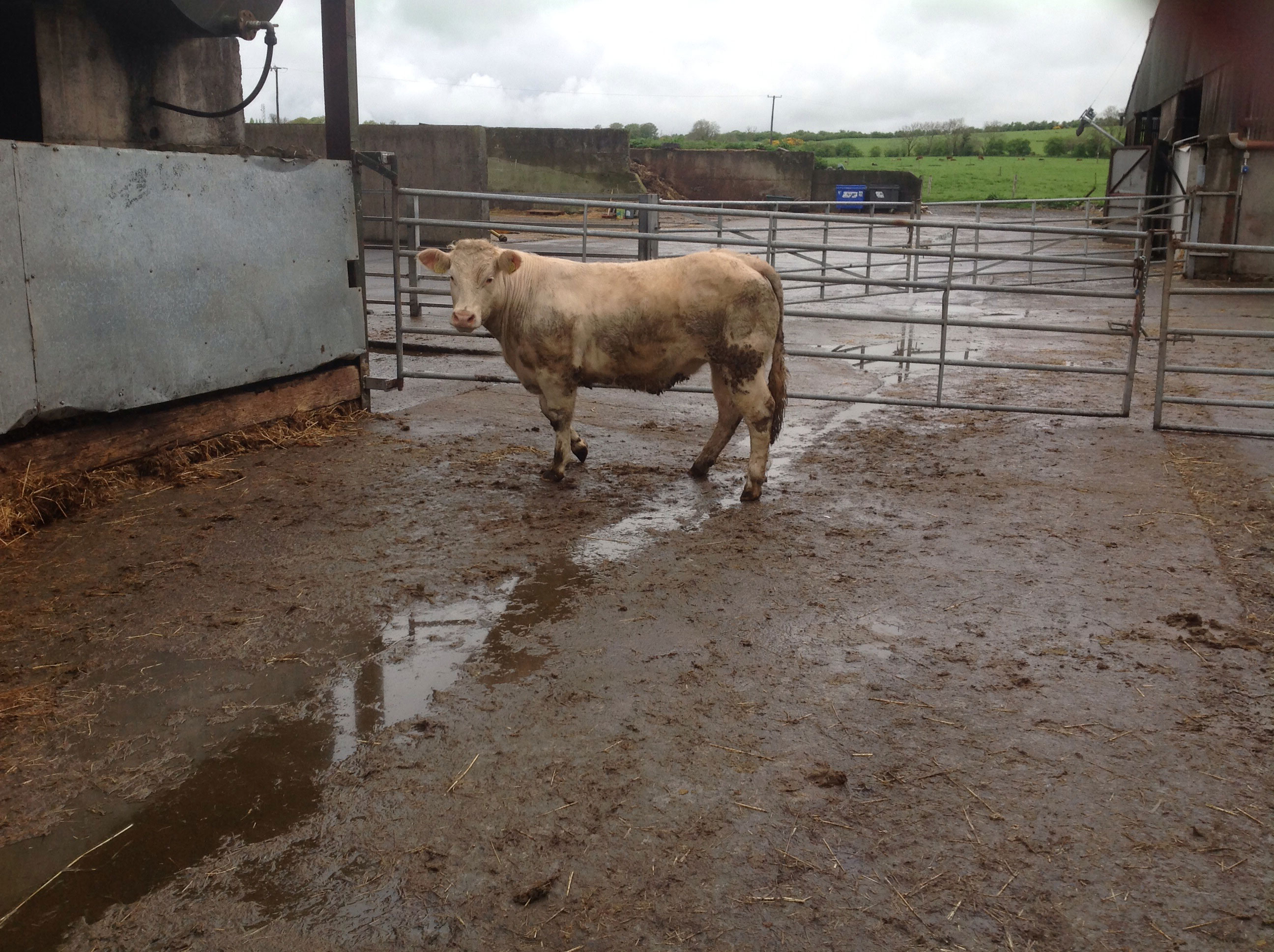 Livestock Live Online Ads Cattle Market Sales Mart Trading