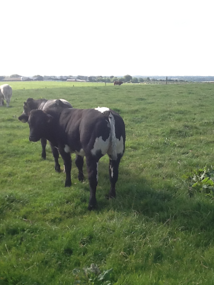 Livestock Live Online Ads Cattle Market Sales Mart Trading