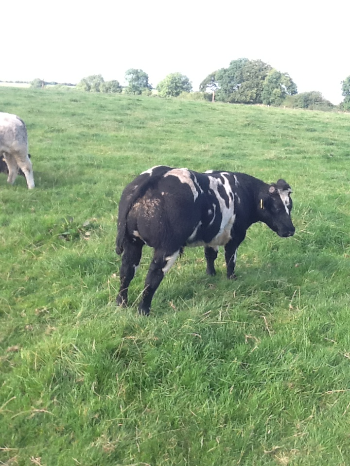 Livestock Live Online Ads Cattle Market Sales Mart Trading