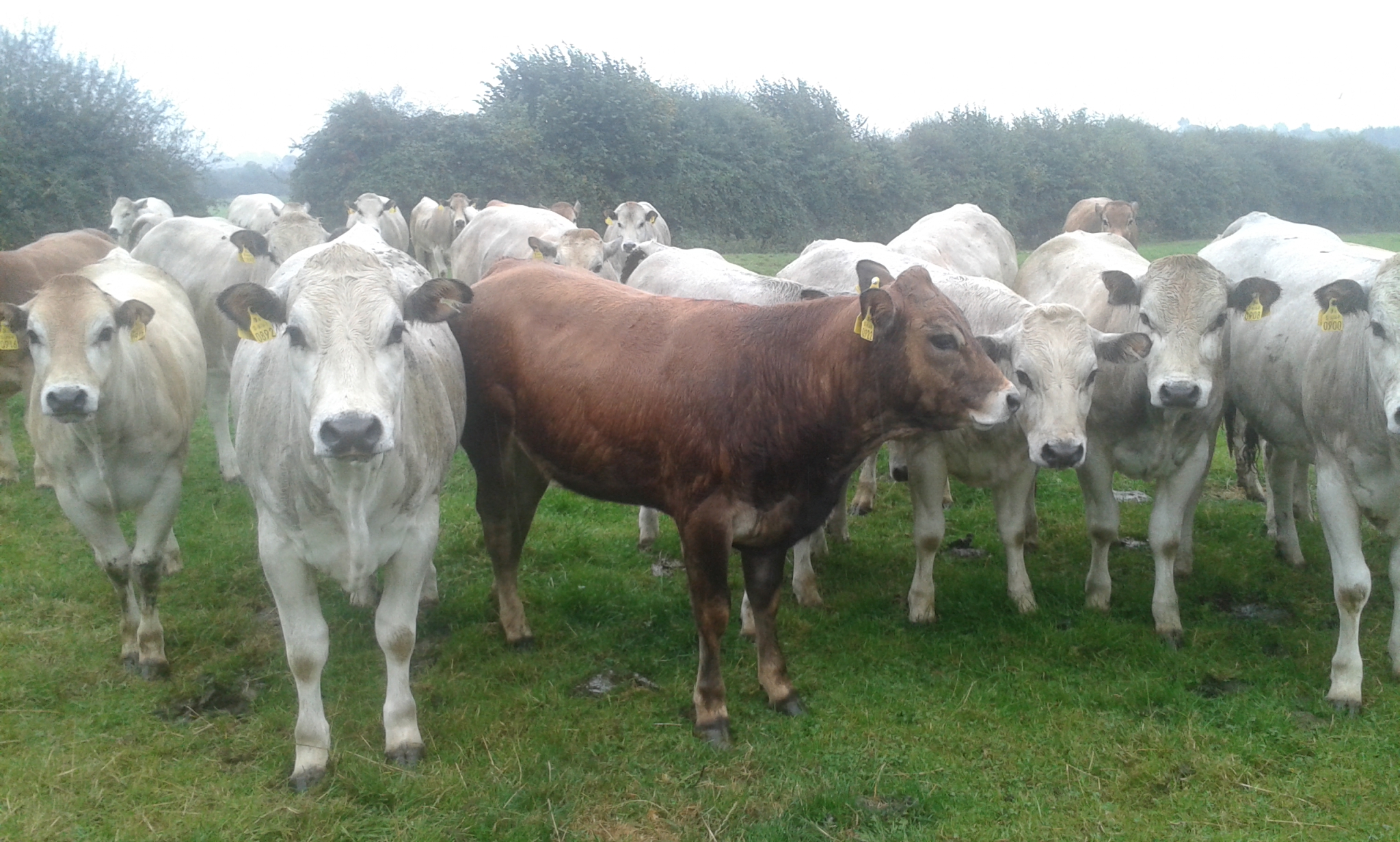 Livestock Live Online Ads Cattle Market Sales Mart Trading