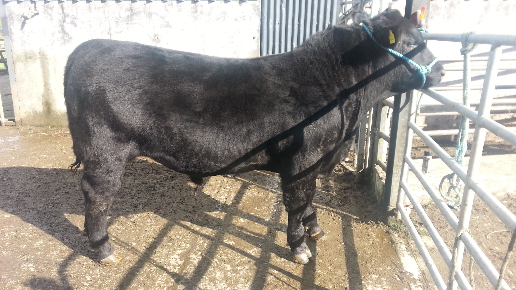 Livestock Live Online Ads Cattle Market Sales Mart Trading