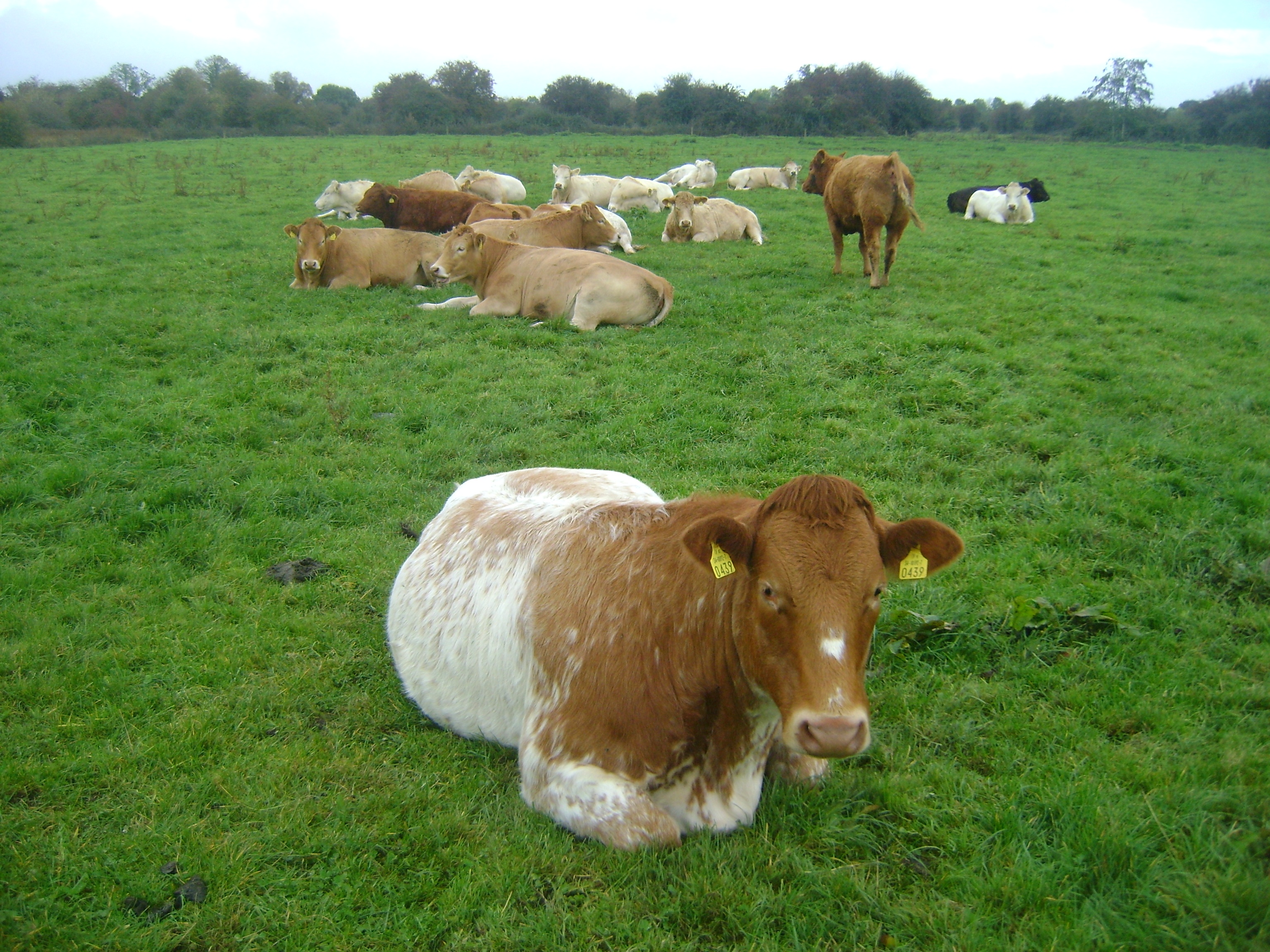 Livestock Live Online Ads Cattle Market Sales Mart Trading