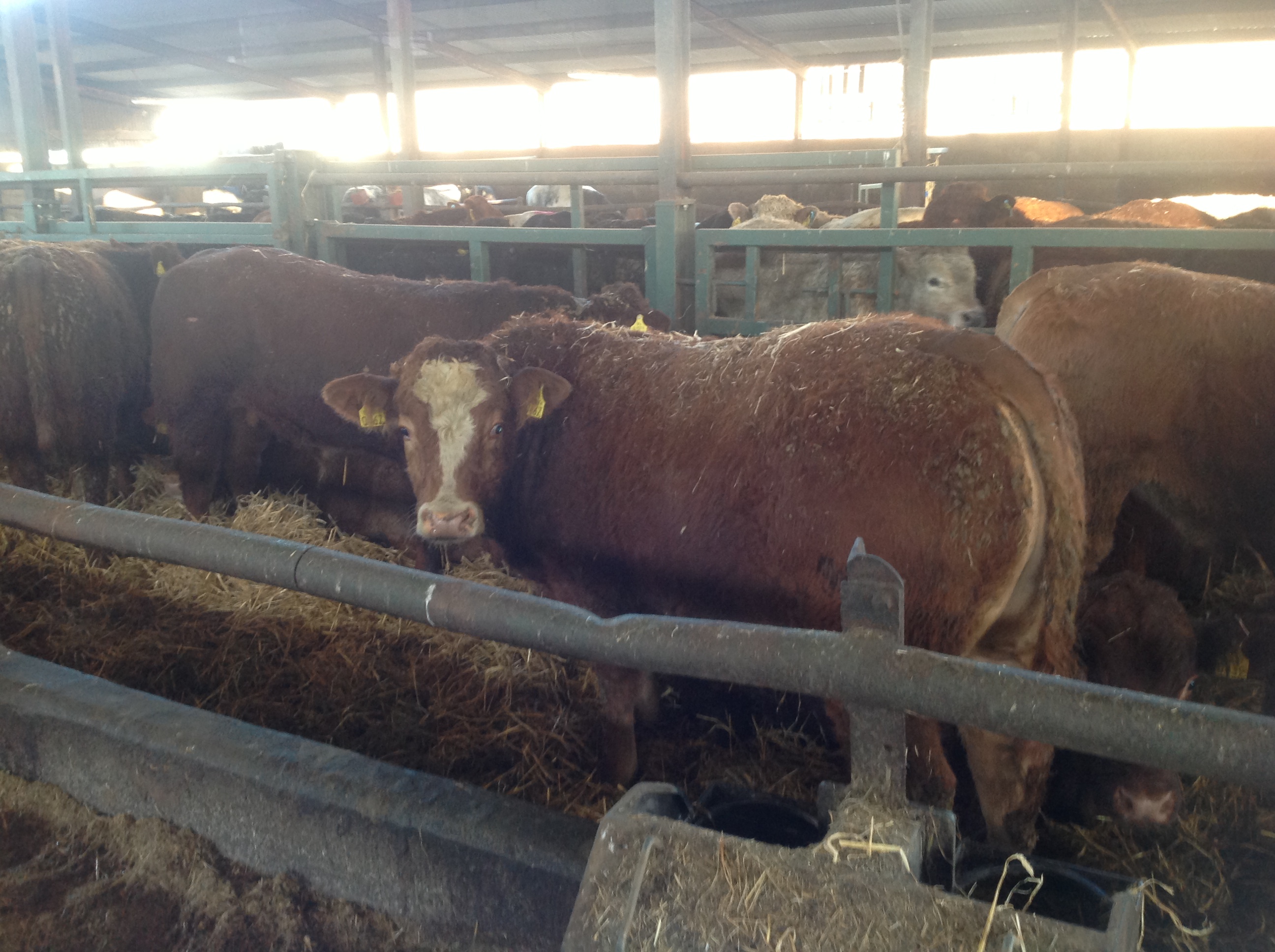 Livestock Live Online Ads Cattle Market Sales Mart Trading