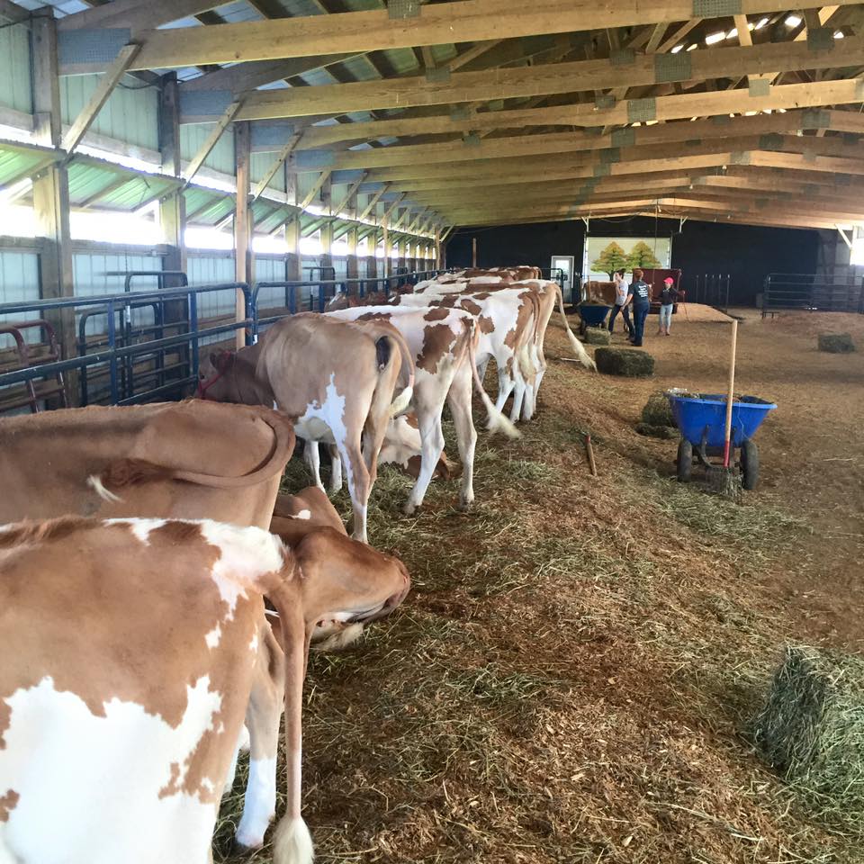 Livestock Live Online Ads Cattle Market Sales Mart Trading