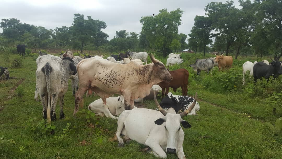 Livestock Live Online Ads Cattle Market Sales Mart Trading